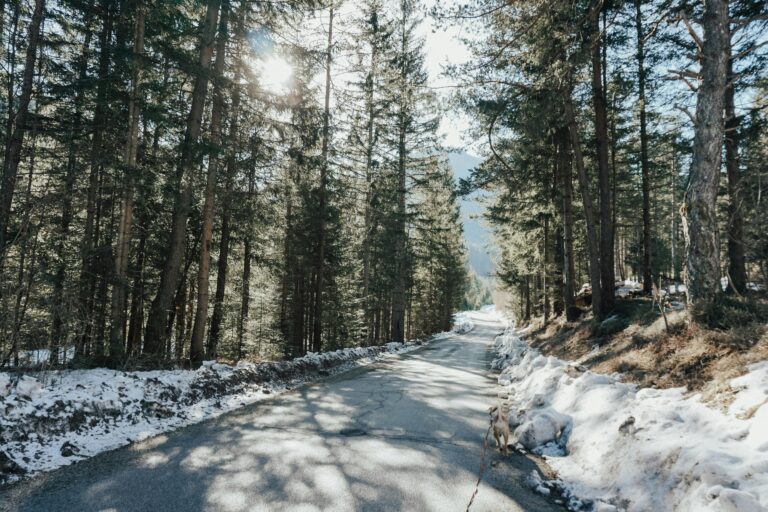 Driving Licence Slovenia: How to Exchange Your Foreign Licence (2026 Guide)